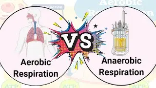 Difference between aerobic and anaerobic respiration | Aerobic respiration vs Anaerobic respiration