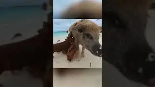 Остров свиней