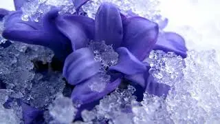 Magnificen snow flower (HD1080p)