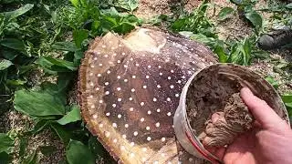 Как удалить пень на участке без корчевания
