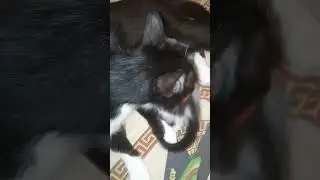 Кошка со своим котёнком 🐱 Муррррчит 🤗Милотаааа #домашниеживотные #котята