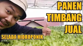 PANEN SELADA HIDROPONIK - Tips Cara Menjual Sayuran Hidroponik Melalui Media Sosial