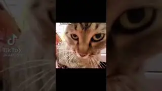 catfighting i stole from the internet😂😂🤣