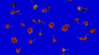 3d rose flower falling green screen background, black & blue screen