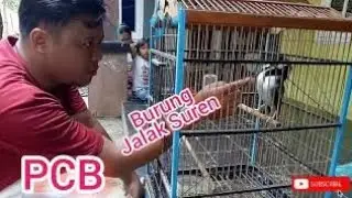 Burung Jalak Suren Super Berisik Full Time