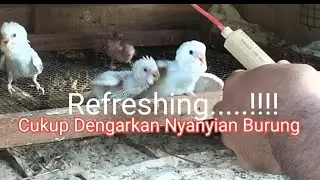 Ternak Parkit...!!! Refreshing Di Akhir Pekan Cukup Dengarkan Nyanyian Burung
