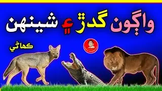 Sindhi kahani new | گدڙ واڳون ۽ شينهن جي ڪھاڻي  | Sindhi story