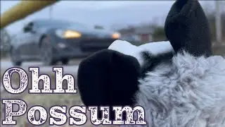 Oh Possum __ Titus Meade and Josh Caperton. official music video