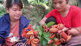 Eat yellow-fleshed fruit (Sterculia lanceolata)