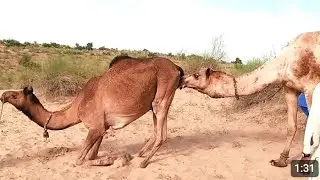 Camel Mating Moment 🐪 | Rare Desert Scene Caught on Camera