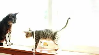 Pixie-Bob and Chausie