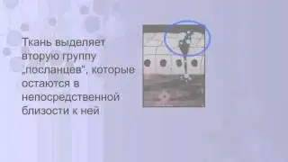 Стволовые клетки