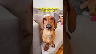 Sois los MEJORES!💖 Os quiero!🥰 #perrosalchicha #dachshund #teckel #mascotas #humor #perros