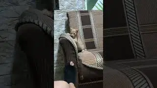 рыжего 🐈🐱 кота я назову Макс