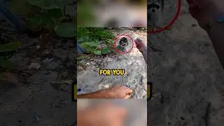Biker Found Raccoon Island 🤯 Credit @brian636