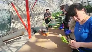 tulips processing in a modern greenhouse, обработка тюльпанов в современной теплице