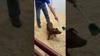 6-6 Duroc Gilt 3/7/23 sale