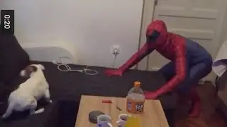 Spiderman Scared Jack Russell Terrier