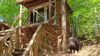 После случайно встречи с человеком, дикий кабан стал дружелюбный | обустройство лесного приюта.