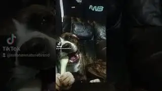 dieta