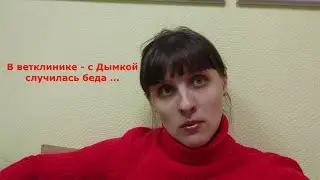 С нашей кошкой произошло несчастье ... / Предновогодние прогулки с папой