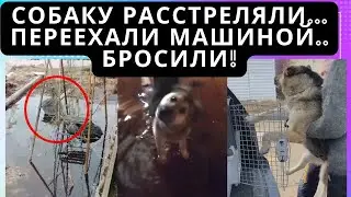 Victim of animal abusers in a flooded house