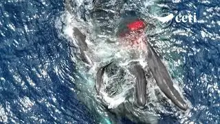 That’s Wild: The Birth of a Sperm Whale