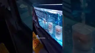 Main Aquarium Shop 🐟 📍 6660 Main St, Vancouver, BC V5X 3H2I got so excited to see em AMG #shorts