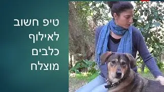 אילוף כלבים חיובי: טיפ חשוב לתהליך אילוף מורכב