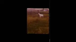 Прикол с козой)))