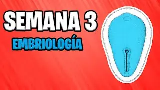 ✅ THIRD WEEK | EMBRYOLOGY 📚 EMBRYO DEVELOPMENT | GASTRULATION | NOTOCORD | PREGNANCY