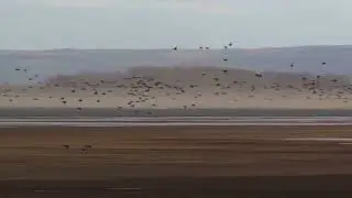 Охота на утку на Волге