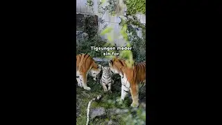 Tigerunge møder sin far for første gang