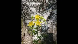 Июль. Время сбора Трав и Ягод.