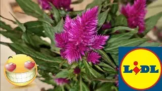 ARRIVAGE LIDL 22 MAI 2023