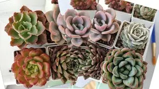 распаковка суккулентов от Ann Laskina's succulents