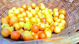 we are eating plum