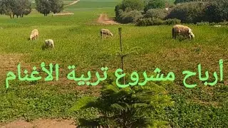 مشروع تربية الأغنام في المغرب منطقة دكالة