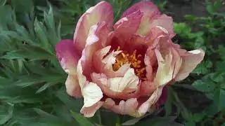 пионы для сада...... COPPER KETTLE