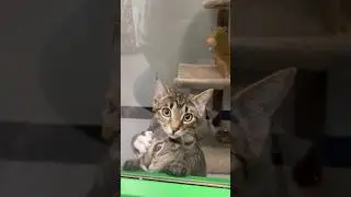 Возьми животное из приюта в США 