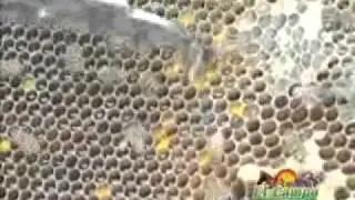 apicultura4