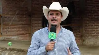 Caballos Sementales 🐴