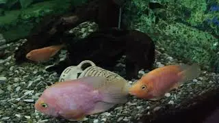 Мои любимые рыбки
