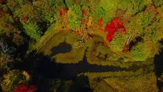 Reinstein Woods