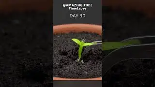 Growing Dragon Fruit Cactus - Time Lapse