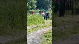 В Таштагольском районе на Тургеневском кладбище заметили дикого кабана 