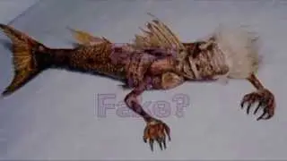 Mermaid Body Discovered
