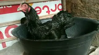 TEMPAT BERTELUR AYAM