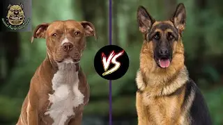 Pit Bull vs German Shepherd : Which one is preferred ?