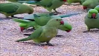 देखिये एक साथ कितने तोते बुला सकता है ये आदमी ( (पोपट) (parrot))